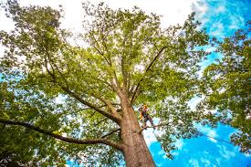 Best Tree Health Inspection  in Red Bank, SC